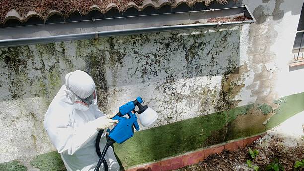 Top rated local Mold Remediation specialists in Shirleysburg, PA